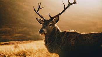Graceful deer, Morning landscape, beauty, Nature's masterpiece HD wallpaper
