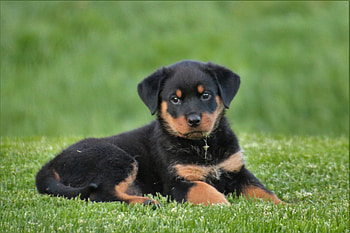 Animals, To Lie Down, Lie, Dog, Puppy, Rottweiler HD wallpaper