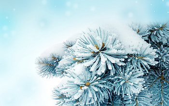 Plants, Winter, Fir-Trees HD wallpaper