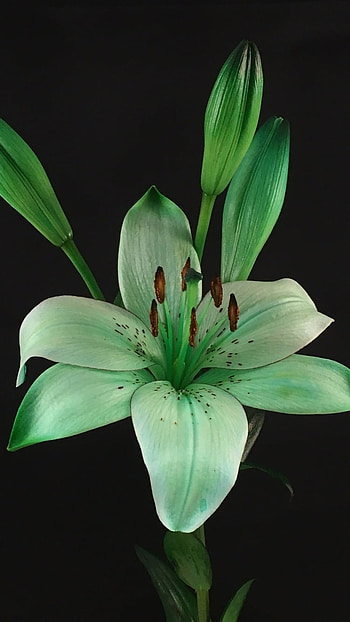 Lily, Green HD phone wallpaper