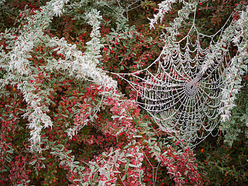 Nature, Web, Wood, Tree, Branches, Frost, Hoarfrost HD wallpaper