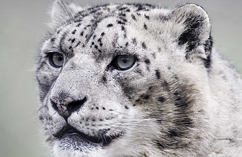 Close-up, Snow Leopards HD wallpaper