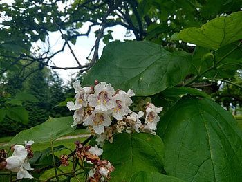 Bois chavanon, Catalpa speciosa, Plants candide HD wallpaper