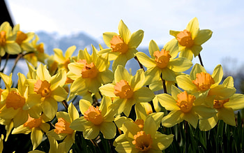 Golden Daffodils, Daffodils HD wallpaper