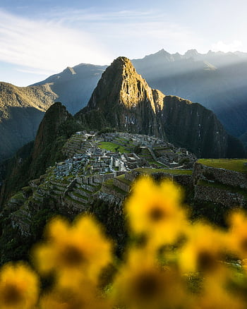 Stunning view of Machu Picchu at sunrise with vibrant yellow flowers in the foreground. HD phone wallpaper