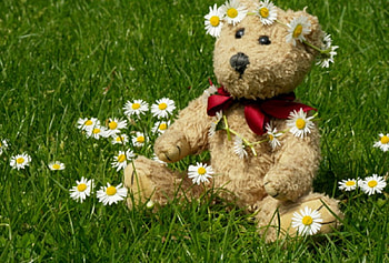 Daisy Day., Day, bear, field, cute, lovely, Daisy HD wallpaper