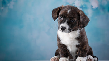 Puppy, Dog, paw, goodboy HD wallpaper