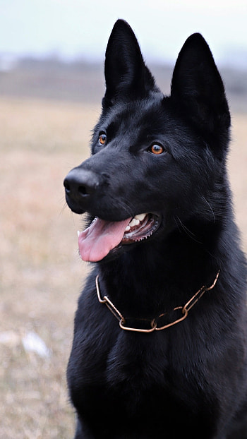 Black Dog, Black German Shepherd HD phone wallpaper