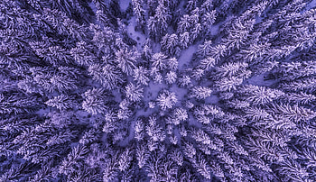 Aieral Shot Of Trees Cold, trees, nature, leaves HD wallpaper