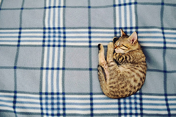 Cute Cat, cute, cat, funny, animals HD wallpaper