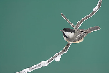 Black-capped Chickadee -- Algonquin Provincial Park, Canada, black-capped chickadee, Animal, chickadee HD wallpaper