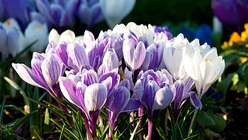 Flowers, Snowdrops, Plant, Macro, Petals HD wallpaper