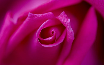 Macro, Rose Flower, Rose, Petals, Bud, Blur, Smooth HD wallpaper