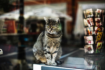 Animals, Cat, Blur, Smooth, Striped, Sight, Opinion, Is Sitting, Sits HD wallpaper