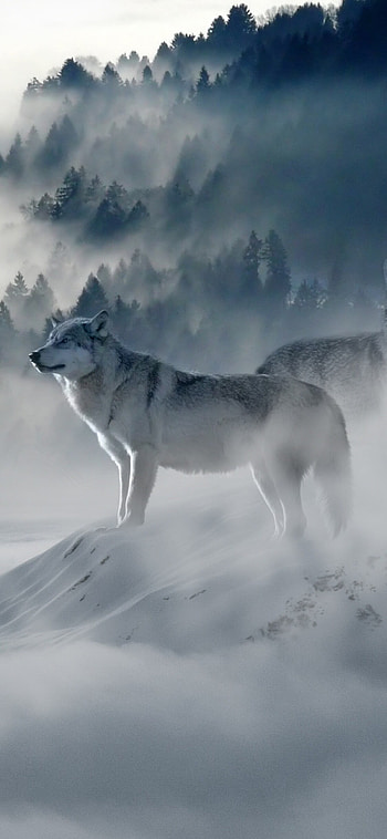 Snow wolf , Winter's embrace, Serene snowfall, Arctic tranquility HD phone wallpaper