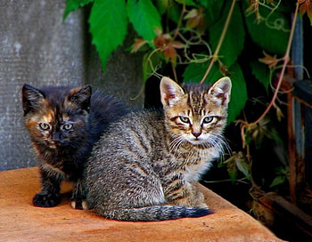 kittens, two, art , black, sitting, grey, nice HD wallpaper