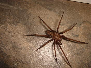 Boris the spider, spider, nature, scary, insect HD wallpaper