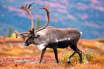 Wild Reindeer, beautiful, wild, reindeer HD wallpaper