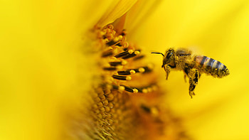 Buzzing Beauty: Stunning Macro Bee, macro, Animal, bee HD wallpaper