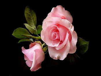 Natures gift, two, rose, pink, bladk, beauty HD wallpaper