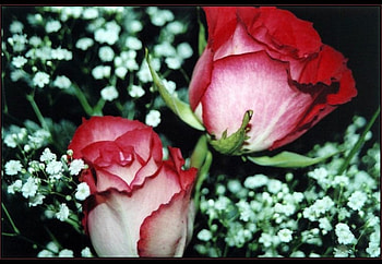 Roses, nature, flowers HD wallpaper