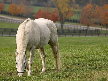Beautiful-Horse, animal, grass, horse, white HD wallpaper