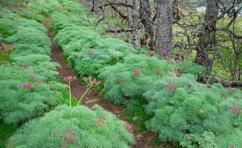 Forest of Flowering Plants, dirt, plants, land, daylight, rows, day, flower, trees, nature, forest HD wallpaper