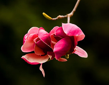 For Hope - Pink perfection, two, pink, black, green, flowers HD wallpaper