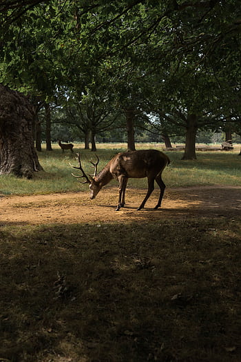 A serene graph of a stag grazing in a sunlit forest clearing, showcasing wildlife in nature. HD phone wallpaper