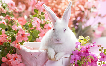 Animals, Rabbits HD wallpaper