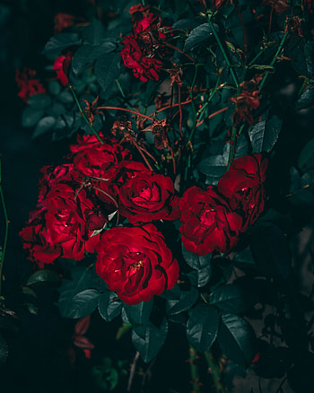 Flowers, Roses, Leaves, Bush, Bloom, Flowering, Garden HD phone wallpaper