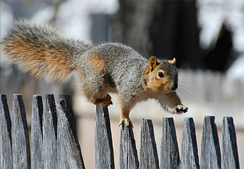 Animals, Squirrel, Fence, Stroll, Tail, Gait HD wallpaper