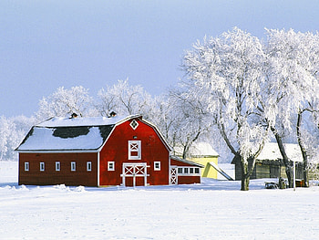Red Barn House in Winter, nature, winter, barn, white, snowcharm, house, landscape, beauty, red, snow, trees, , excellence HD wallpaper