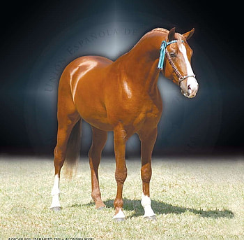 Spanish-Arabian Crossbreed, spanish, crossbreed, horses, chestnut, arabian HD wallpaper