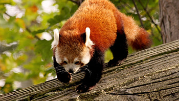 Red panda, Wild Animals HD wallpaper