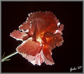 light and shadow, shadows, art , still life, pink, carnation, beautiful, flowers, lightining HD wallpaper