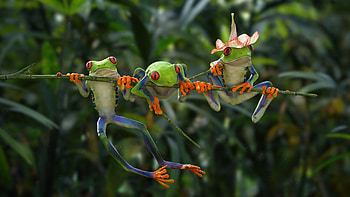 CGsociety's showcase, Jheintz's portfolio, Creative wonders, Unique amphibians HD wallpaper