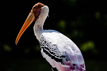 Fascinating stork facts, Delivery in nature, Speeli source, Bird trivia HD wallpaper