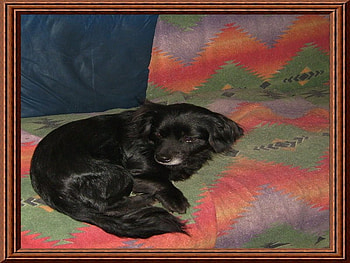 my big boy, dog, petdreamie, black, red, puppie, green blue HD wallpaper