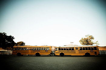Bus to Bus, other, sky, bus, truck, tree HD wallpaper