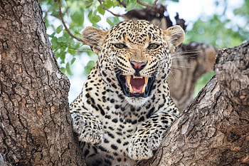 Animals, Wood, Leopard, Tree, Predator, Big Cat, Fangs HD wallpaper