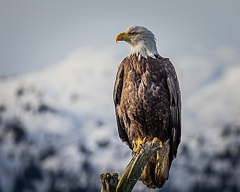 Beak, Eagle, Animals, Feather, Bird, Predator HD wallpaper