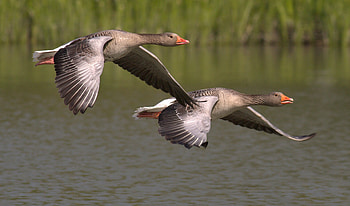 Graceful geese, Majestic birds, Natural beauty, Pexels stock HD wallpaper