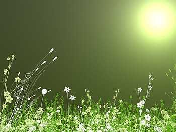 my garden, garden, nature, green HD wallpaper