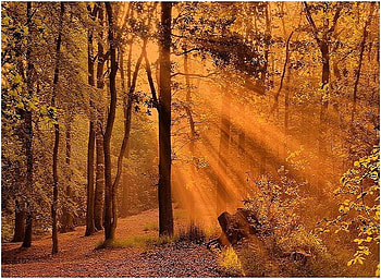 Struck with gold, golden, rays, sunlight, trees, forest HD wallpaper