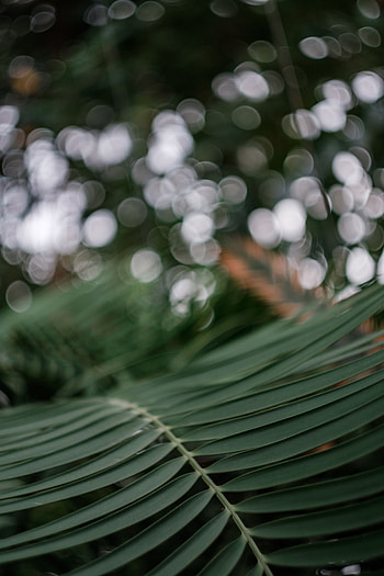 Leaves, Plant, Macro, Palm, Branch HD phone wallpaper