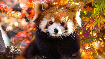 Red pandas, Unique fur patterns, Curious demeanor, Forest dwellers HD wallpaper
