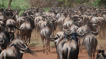 Serengeti National Park, Ona Safari, African safari, Wildlife graphy HD wallpaper