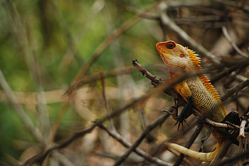 Animals, Wood, Tree, Animal, Reptile, Iguana HD wallpaper