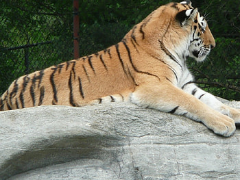 Tiger, tigers, animals HD wallpaper